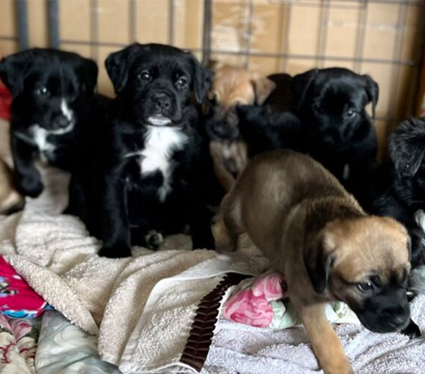 Puppies grouped together
