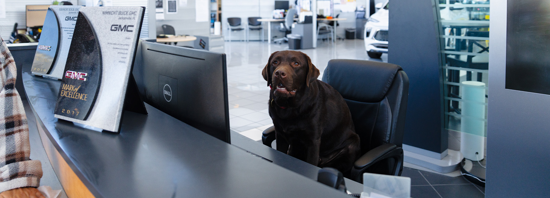 Dog at the dealership